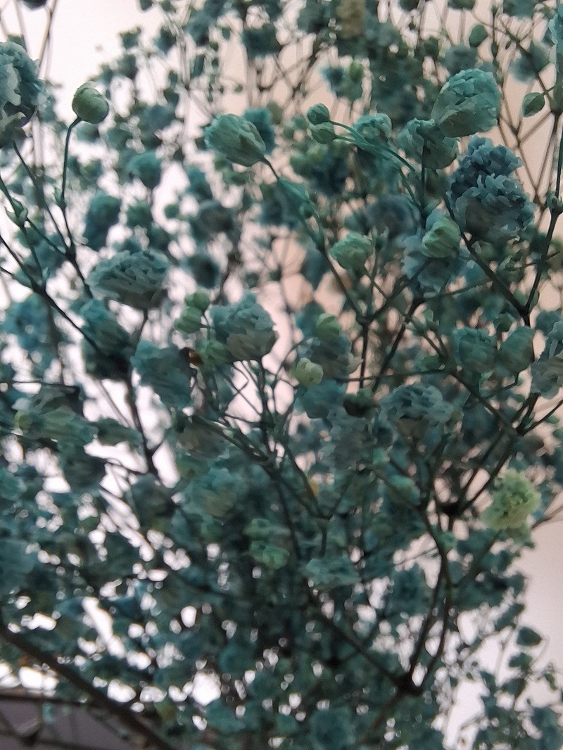 Gypsophila - stabilizovaná- Tyrkysová zväzok